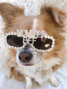 Gafas de sol perro