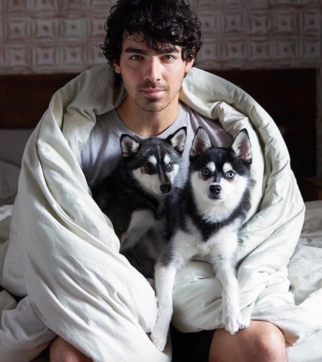 perro de Sophie Turner y Joe Jonas